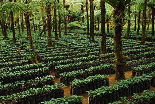 caffe_ottolina-materie_prime Caffe Ottolina Materie Prime